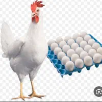 فروش مرغ تخم گزار|حیوانات مزرعه|تخت سلیمان, |دیوار