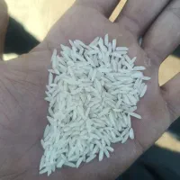 برنج هاشمی درجه یک|خوردنی و آشامیدنی|الوند, |دیوار