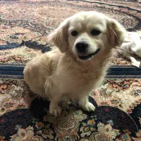 سگ پیدا شده|حیوانات|سبزوار, سجاد|دیوار