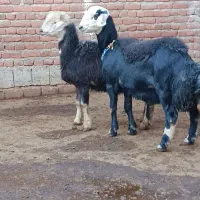 قوچ و بره قوچ و میش