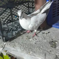 چند عدد کفتر فروشی