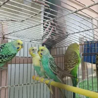 پنج تا مرغ عشق جوان و آماده به کار|پرنده|داران, |دیوار