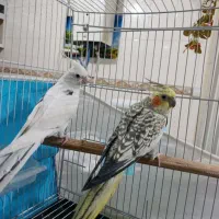 عروس هلندی دستی