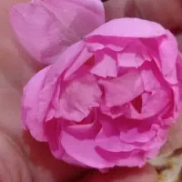 سرکتاب