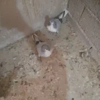 کبوتر بدرنگ|پرنده|قزوین, |دیوار