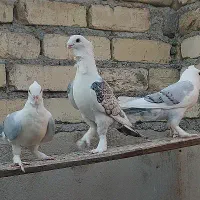 طاووسی