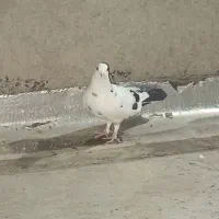 کفتر