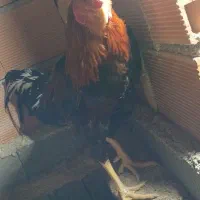 فروش خروس لاری