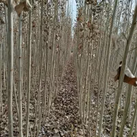 پیش فروش نهال مثمر وغیر مثمر شناسه دار|خدمات باغبانی و درختکاری|اردبیل, |دیوار