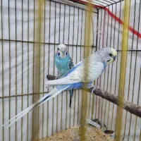 مرغ عشق رنگ خاص مولد|پرنده|خشت, |دیوار