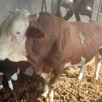 فروش گوساله سیمینتال نر