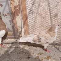 کفتر پرشی|پرنده|نیشابور, مبارکه|دیوار