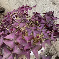 گل پروانه