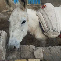 الاغ خر ماده