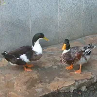 حیوانات مزرعه|حیوانات مزرعه|طرقبه, |دیوار