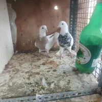 کبوتر رنگی اس