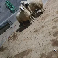 بره ماده سنجابی|حیوانات مزرعه|سرپل ذهاب, |دیوار