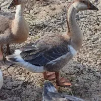 قو غاز|حیوانات مزرعه|پارس‌آباد, |دیوار