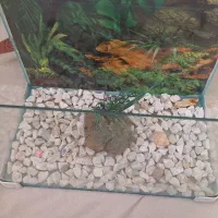 ماهی کوپی واکواریوم شیشه خم|ماهی|زنجان, |دیوار