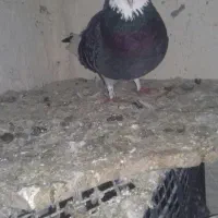 گفتر گم شده|پرنده|ثمرین, |دیوار