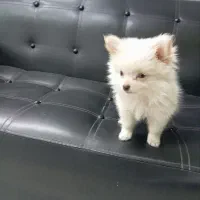 توله 3ماهه پامرخرسی|سگ|قرچک, مهدیه|دیوار