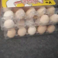 تخم مرغ نطفه دار از بهترین مولدها۳۷عدد