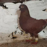 کبوتر سرخ|پرنده|مشهد, شهرک شیرین|دیوار