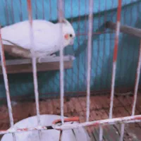عروس هلندی گم شده درمحدوده میدون معراج