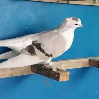 کبوتر پشت زرد بوشهری