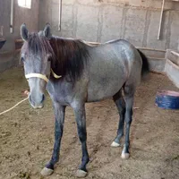 کره مادیان یورقه