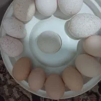 تخم نطفه دار مرغ وبوقلمون