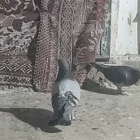 یه جوجه سینه با دوتا کله سیاه باخت خورده