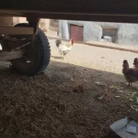 خروس
