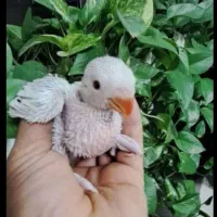 طوطی ملنگو البینو ،طوسی و سبز مولد|پرنده|شیراز, غدیر جنوبی|دیوار