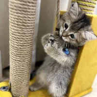 گربه بریتیش نژاد اصیل