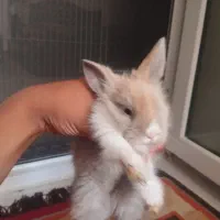 ۱ عدد خرگوش لوپ