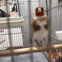 سهره|پرنده|شهر ری, شهادت|دیوار