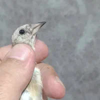 سهره قناری