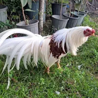 فروش یوکوهاما