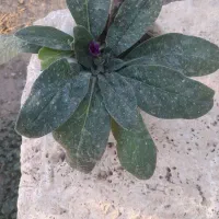 گل گاوزبان