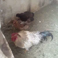 تخم مرغ نطفه دار و خوراکی معلی تازه دونه 7تومان|خوردنی و آشامیدنی|رفسنجان, |دیوار