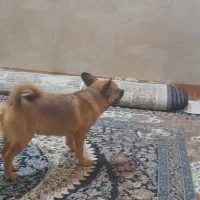 سگ شیواوا نر ۷ ماهه