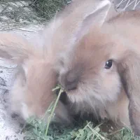 دو عدد خرگوش لوپ|موش و خرگوش|شوشتر, |دیوار