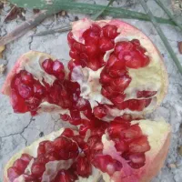 انار رباب دون قرمز|عمدهفروشی|فیروزآباد (فارس), |دیوار