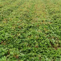 نهال پر|گل و گیاه طبیعی|دلند, |دیوار