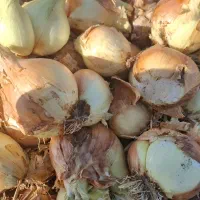 پیاز ارزان 4 هزارتومان