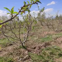 هرس اصولی درختانوشخم درختان توسط دانشجوباغبانی|خدمات باغبانی و درختکاری|مشگین شهر, |دیوار