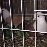 نر وماده  سر سفید سرخ و زرد