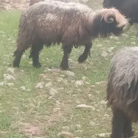 کوه نر داشتی