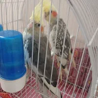 عروس هلندی
